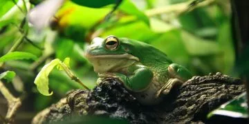 Frog stock image